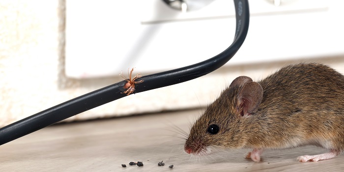 How to Get Rid of Rats