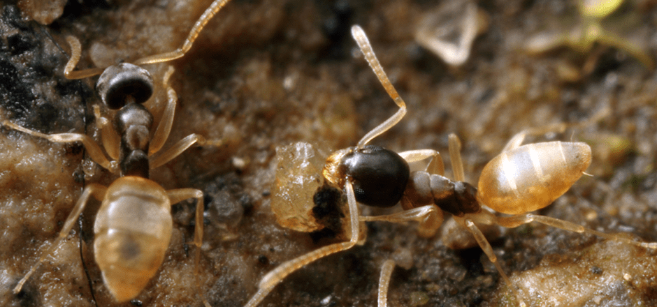 How to get rid of ghost ants