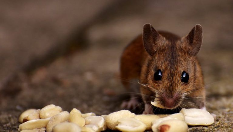 How to get rid of mice in the attic