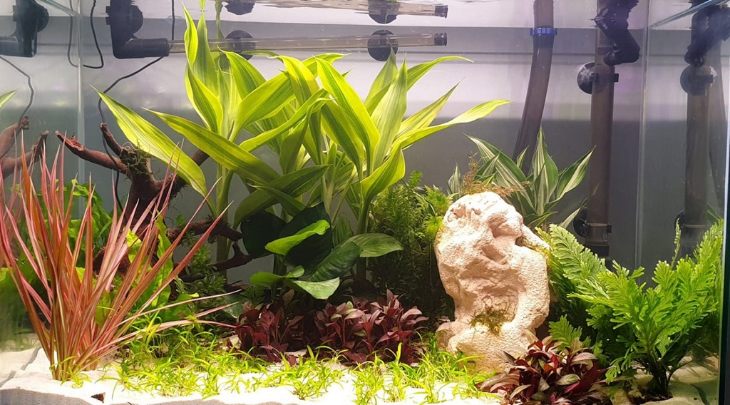 What causes aquarium plant leaves to turn yellow